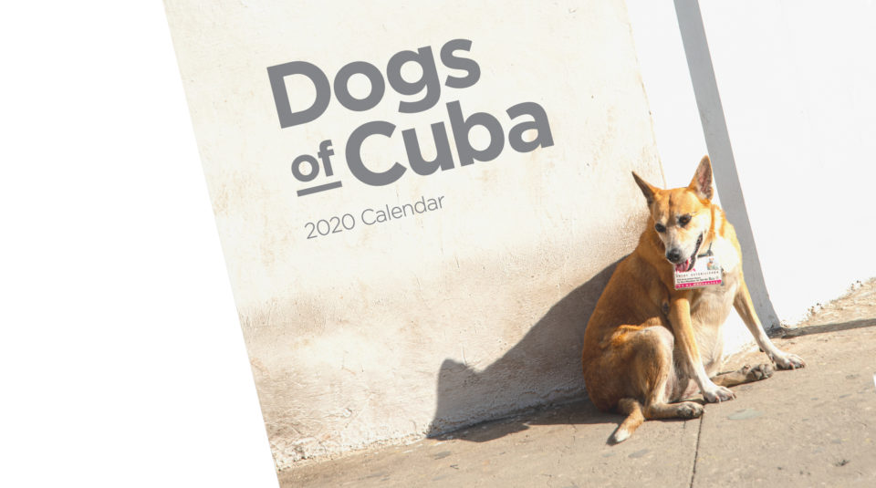 Dogs of Cuba